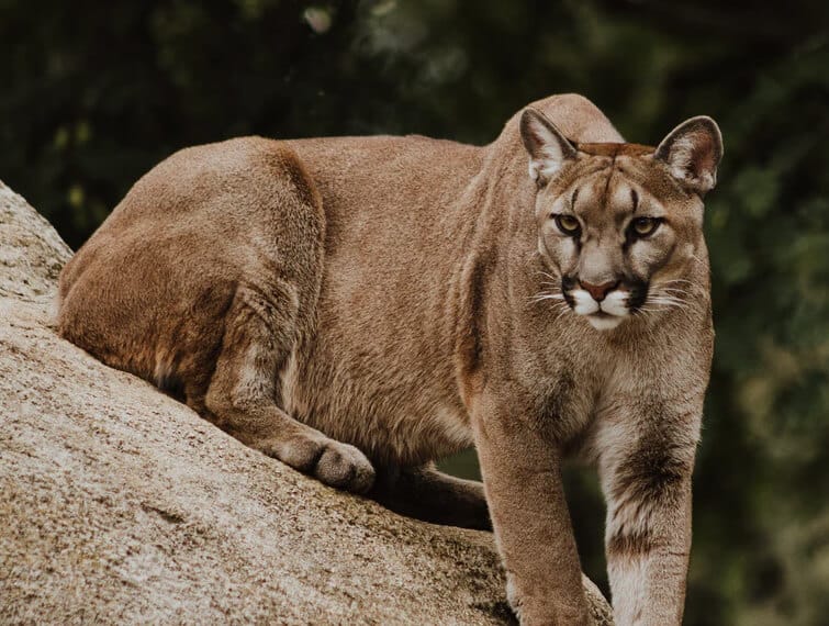 What to do if you see a cougar