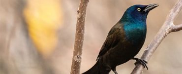 4 Amazing Health Benefits Of Birding That You Should Know About