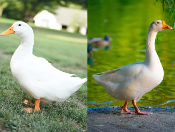 Duck Down vs Goose Down - Outdoor Federation