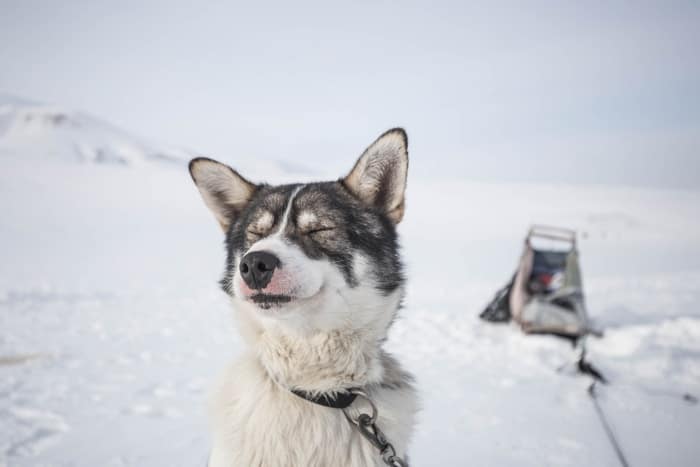 white and black dog with leash sitting on snowfield at daytime