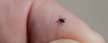 How to Keep Ticks Off Dogs While Hiking