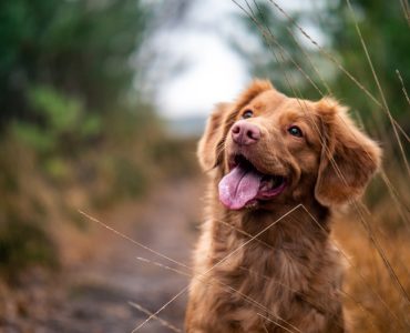 Pros and Cons of Hiking with Your Dog Off Leash
