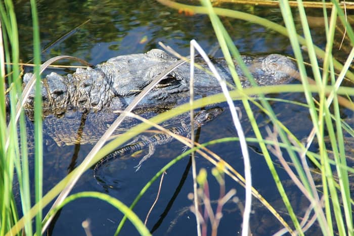 do alligators attack kayaks