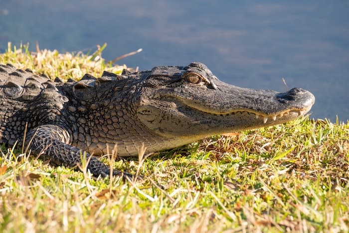 can you outrun an alligator