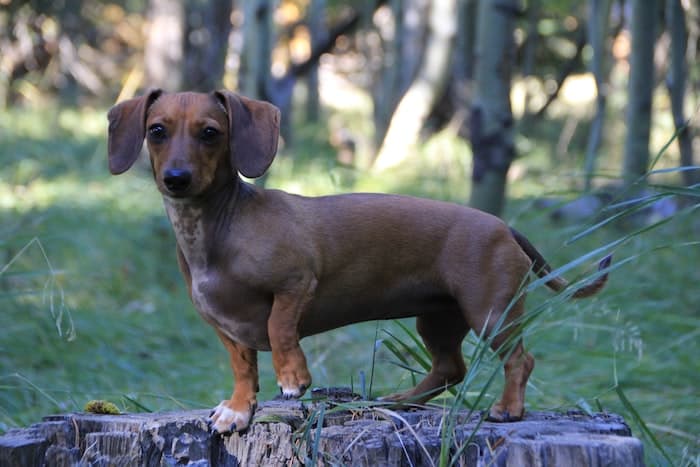 Are Dachshunds Good Hiking Dogs?
