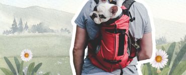 Is Backpacking with Dog a Good Idea?