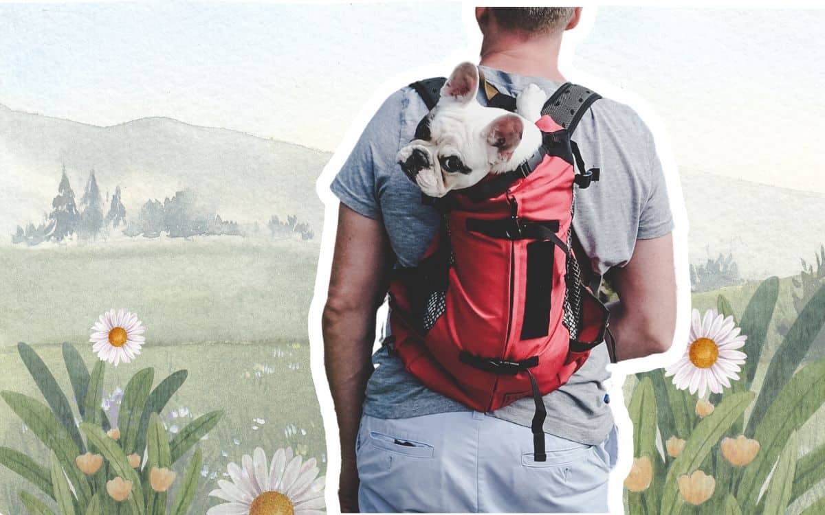 Is Backpacking with Dog a Good Idea?