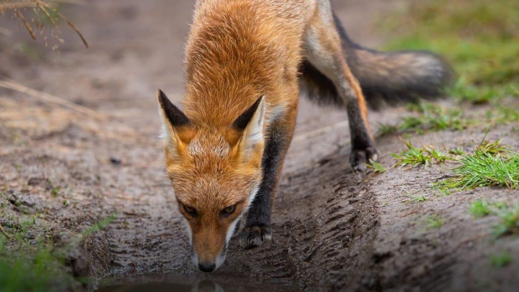 Why Do Some Animals Drink Their Own Urine?