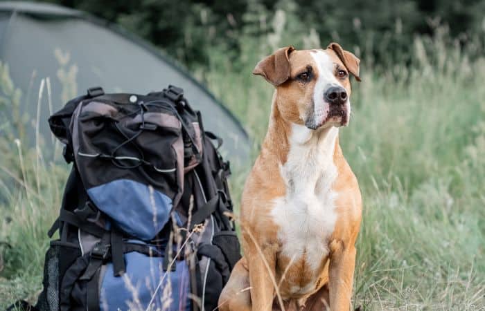 A brown and white dog sitting in front of a tent with a backpack.
