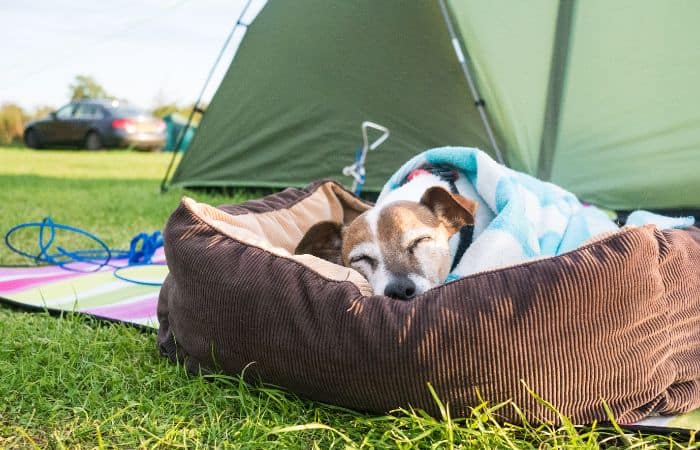 A brown and white dog sleeping on a bed with a blue blanket, surrounded by a green tent and a striped rug.