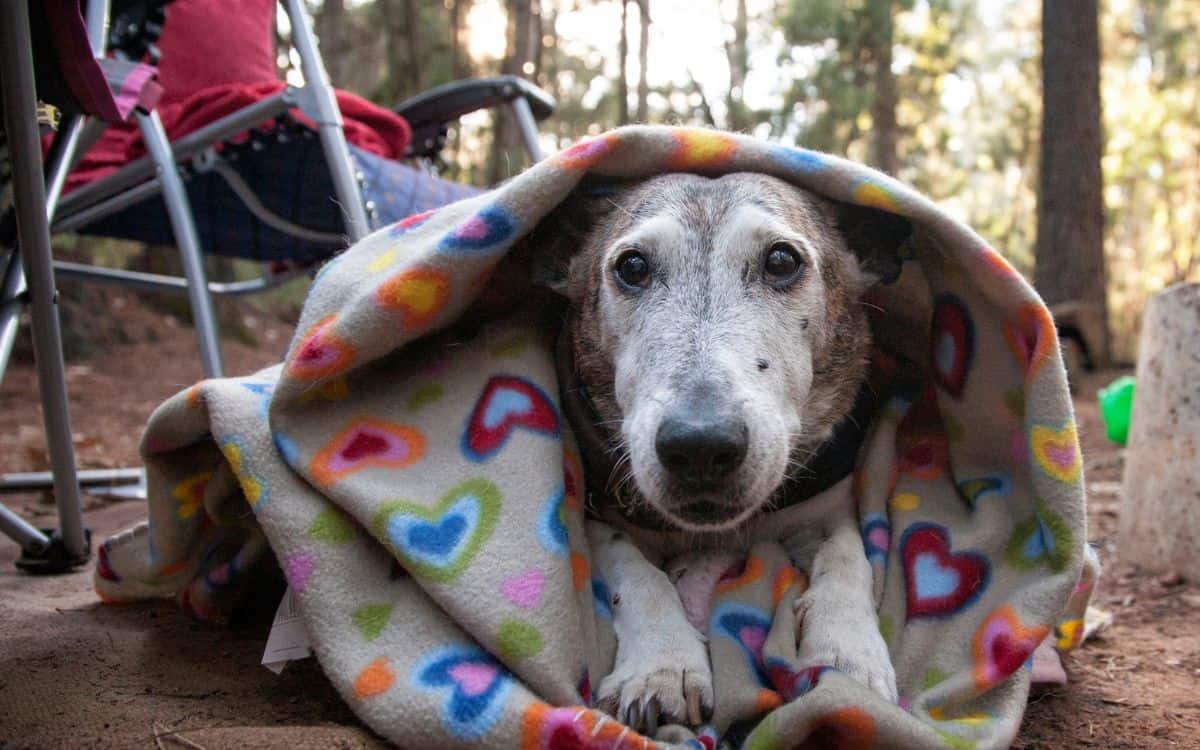A heartwarming image of a dog wrapped in a blanket in a forest setting.