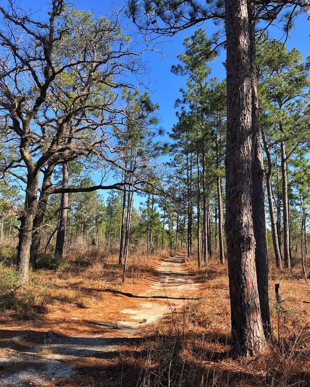 Best Backpacking Trails in Texas - Davy Crockett National Forest and Big Thicket National Preserve