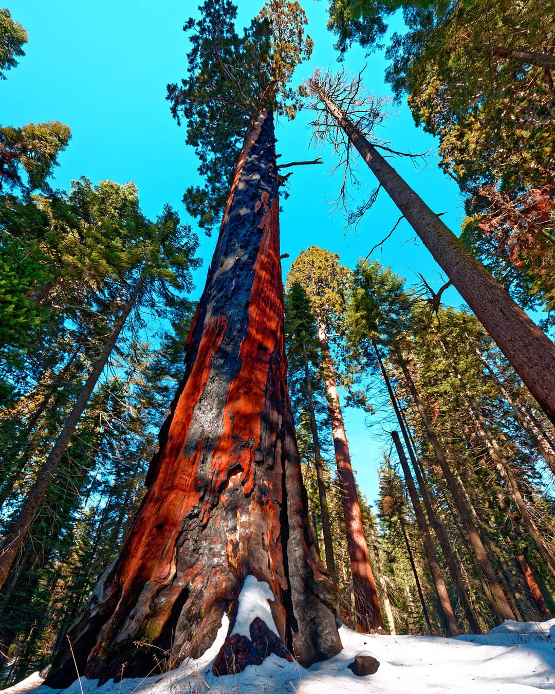 Top 7 National Parks in the USA - Sequoia National Park