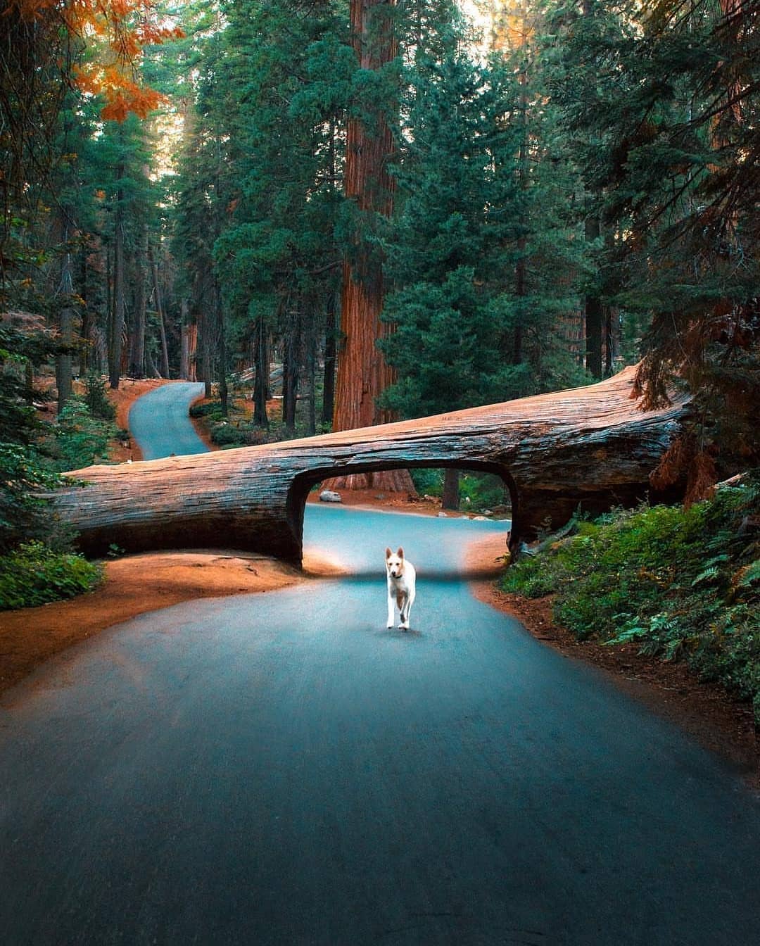 Top 7 National Parks in the USA - Sequoia National Park